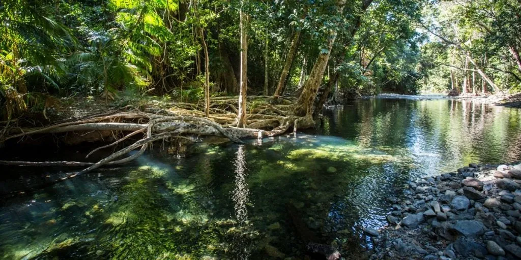 A creek north of Cape Tribulation in the Daintree region of Queensland, Australia