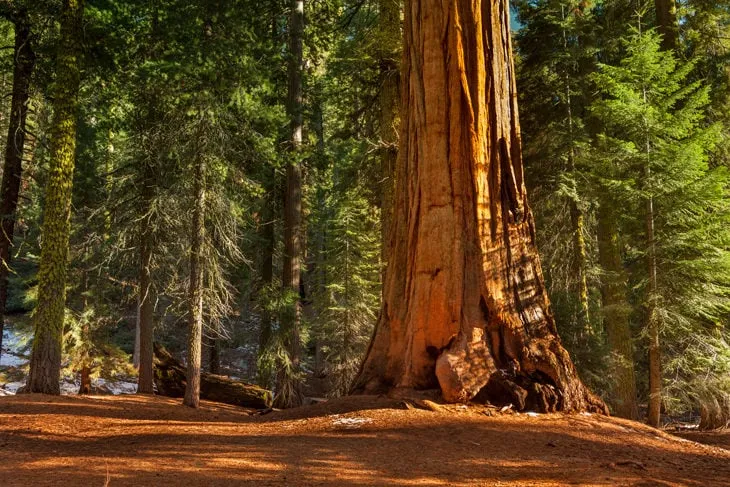 General Grant Grove
