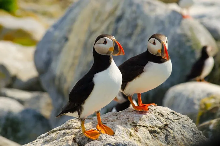 Atlantic puffins in the Bay of Fundy