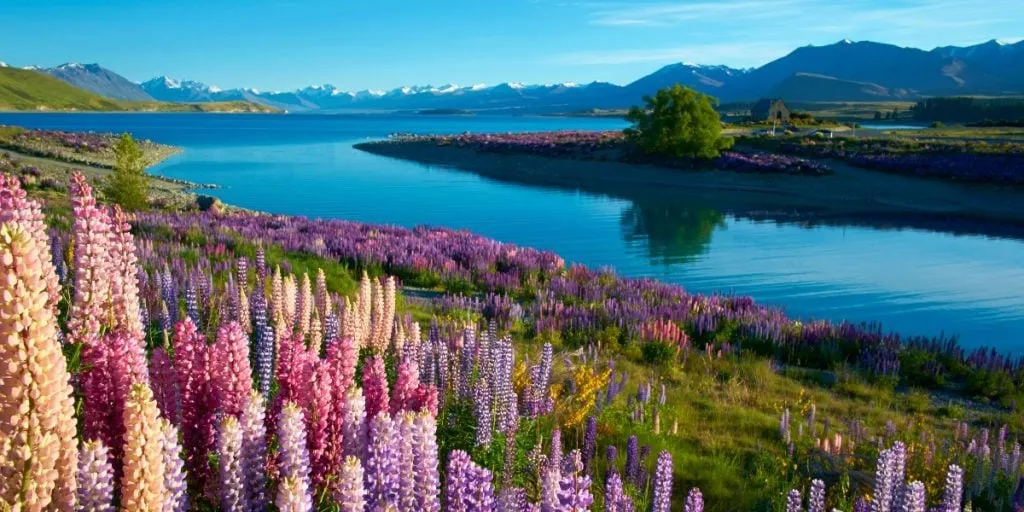 Pink and purple lupins flowering along the shore of Lake Tekapo, with snow-capped mountains beyond