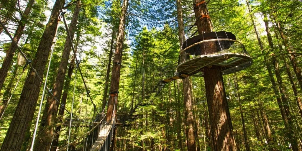 The Redwoods – Whakarewarewa Forest