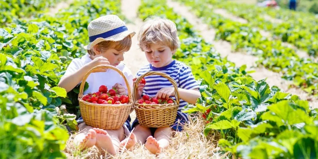 Strawberry Farm, Caboolture, Queensland