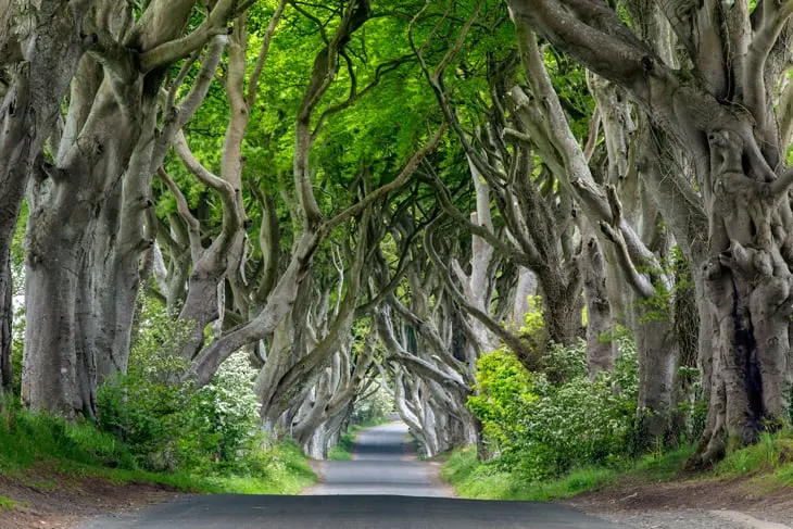 Dark Hedges