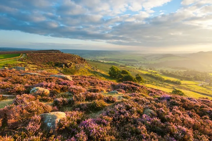 Curbar Edge Heather, Peak District National Park