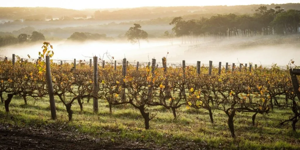 Dawn in the vineyards, Margaret River
