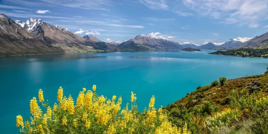 Yellow lupins at Lake Wakatipu between Queenstown and Glenorchy, Otago, New Zealand