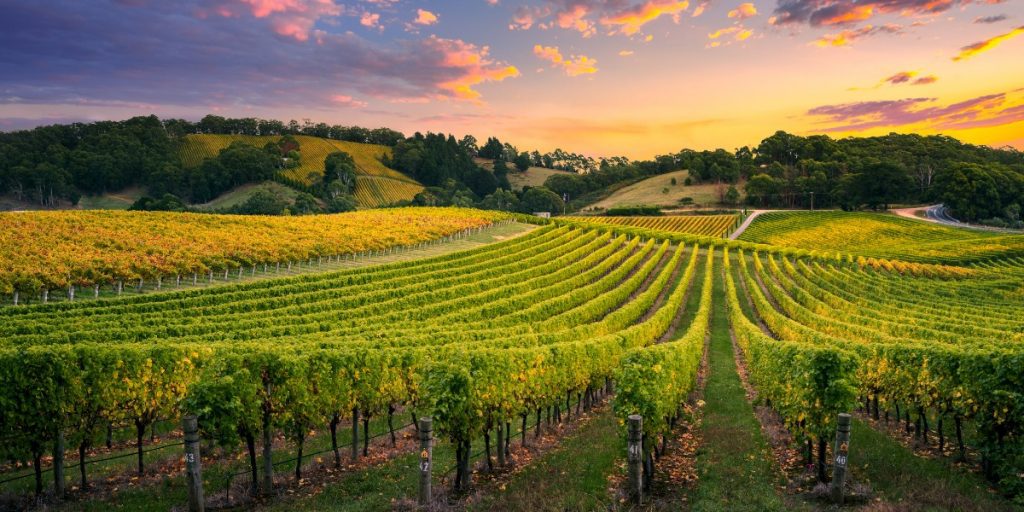 Beautiful Vineyard in the Adelaide Hills, Barossa Valley