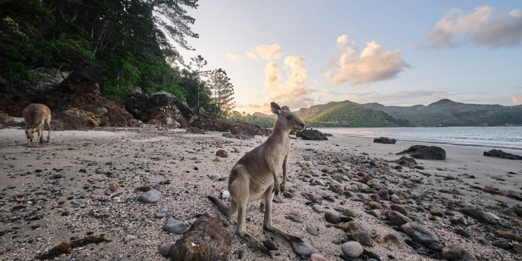 Wild wallabies on the beach at cape Hillsborough silhouetted at sunrise