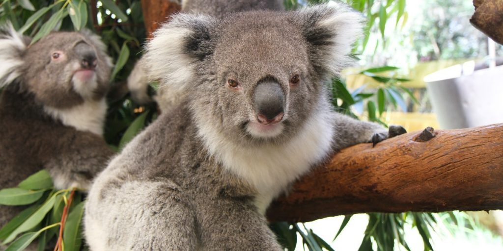 Curious koala on a branch at Taronga Zoo